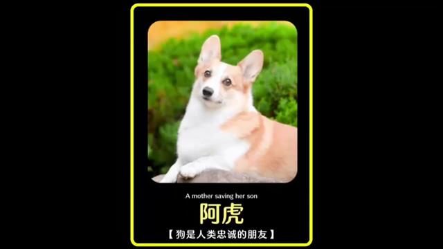 警犬阿虎:你们还记得这一幕吗?#狗狗 #警犬 #致敬无言英雄 #狗是人类最忠诚的朋友