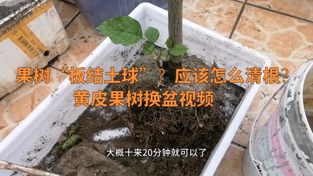 果树“板结土球”?应该怎么清根?黄皮果树换盆视频