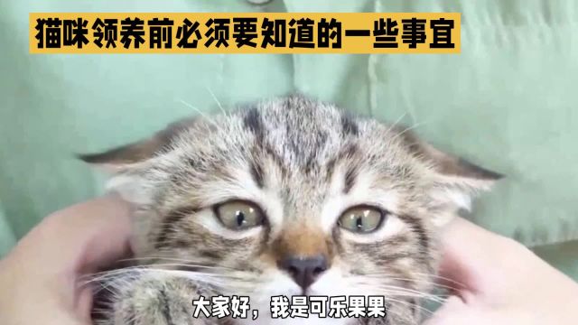 【猫咪领养】:领养猫咪前必须知道的事宜