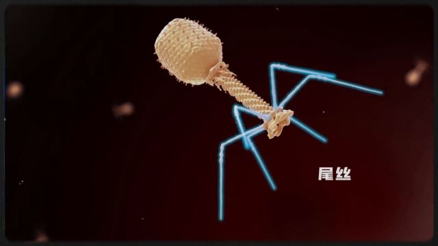 噬菌体:专门杀死细菌的超级病毒!