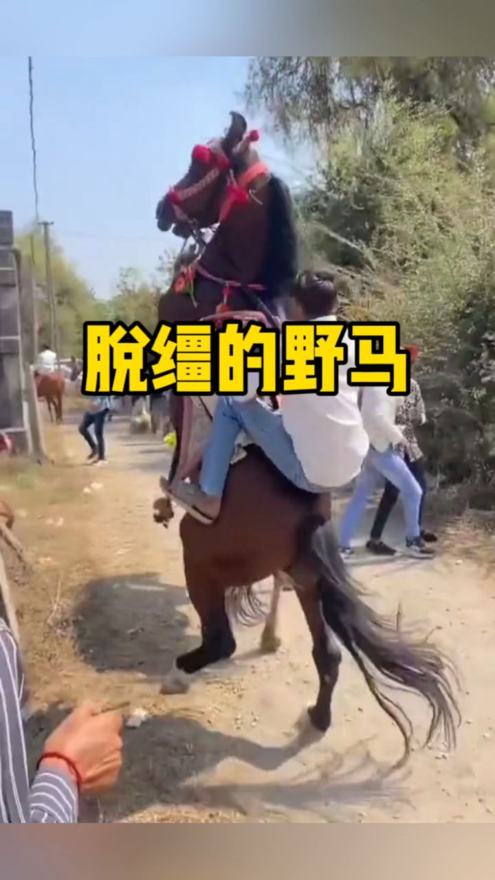 原来脱缰的野马是这样来的