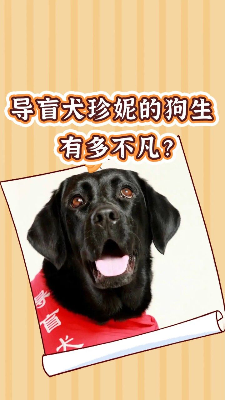 导盲犬珍妮的狗生有多不凡?它留给这个世界的爱永不过时