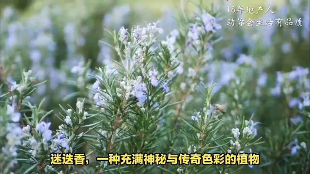 永恒记忆的香氛:揭秘迷迭香深邃花语与传奇神话