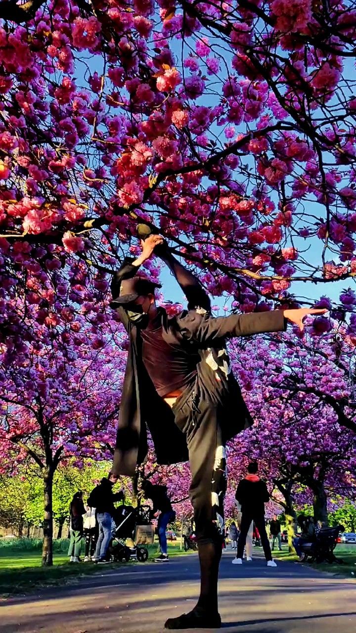 带大家欣赏一下伦敦的樱花.#中国舞