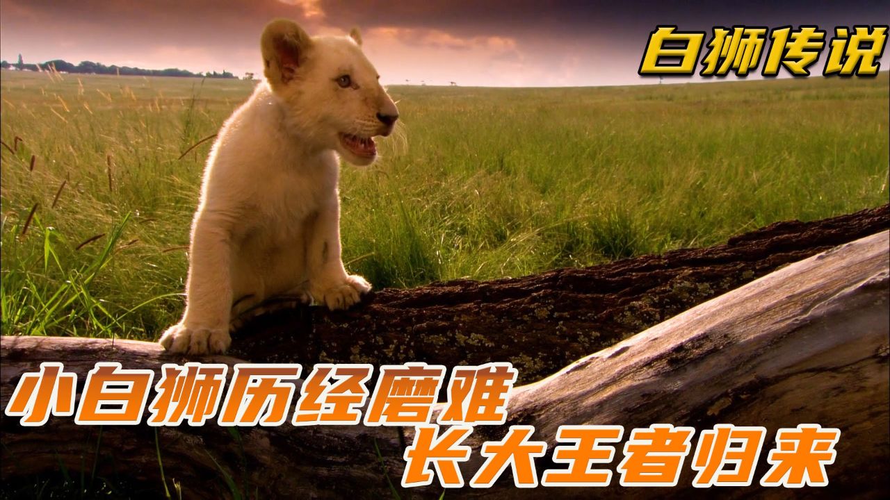 白狮:小白狮因与众不同遭族群嫌弃,历经磨难最终逆袭成王