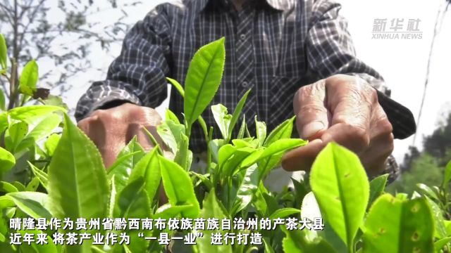 贵州晴隆:以茶为媒 推动茶产业高质量发展