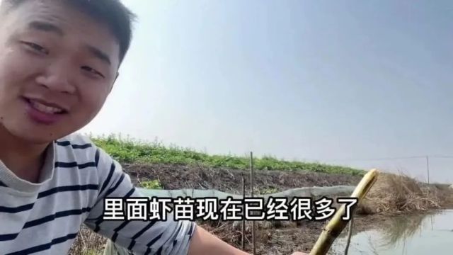 小龙虾用手就能抓到,为什么40一斤不卖,降到30才卖?