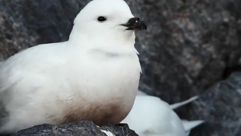 那些生活在南极的动物们：真正的南极鸟——雪鹱