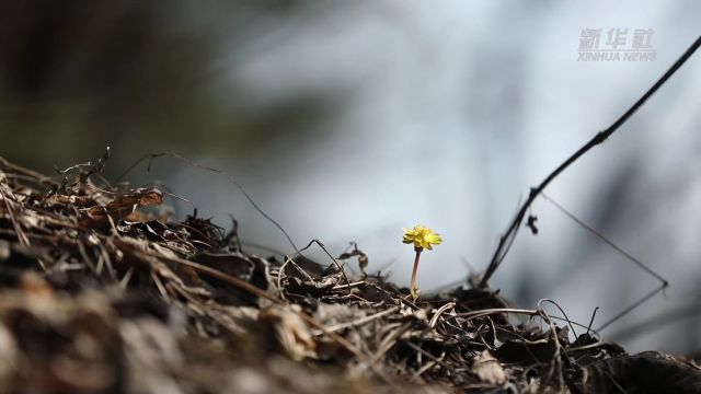 吉林集安:冰凌花开迎春来