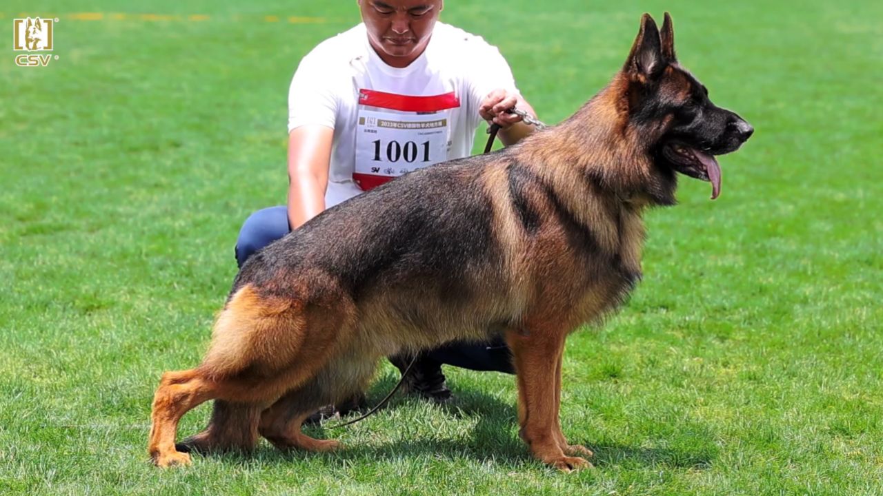 2023年csv德国牧羊犬云南地方展成年公犬组v1犬只讲评