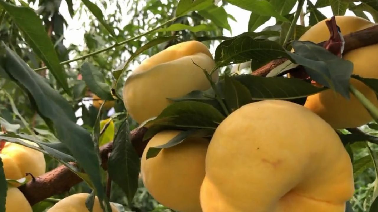 特适合新手小白种植的黄毛蟠桃,也是目前最好黄毛蟠桃,来了解下