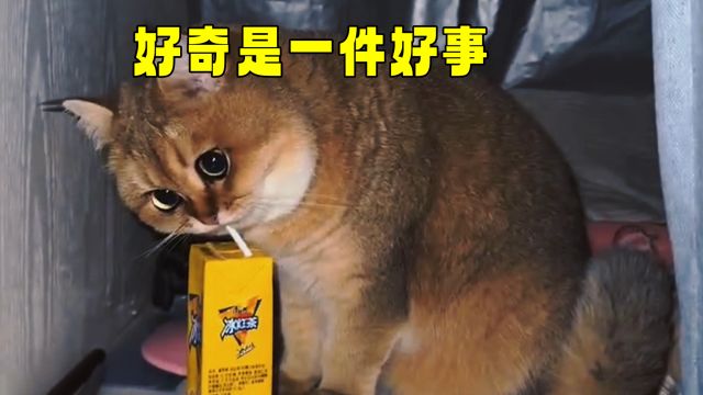 猫咪:猫得好奇,不然哪能尝到鲜