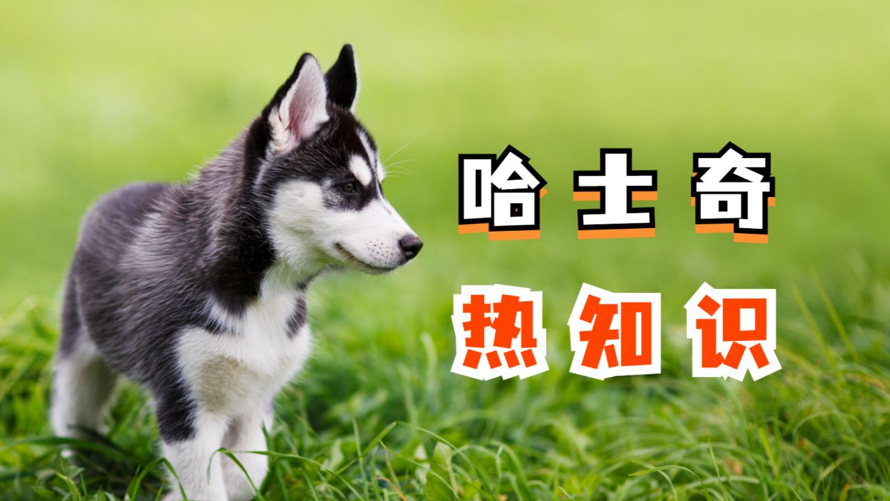 关于"哈士奇",你了解多少?
