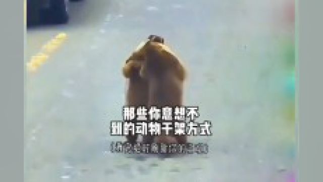 那些你意想不到的动物干架方式,看完绝对刷新你的三观