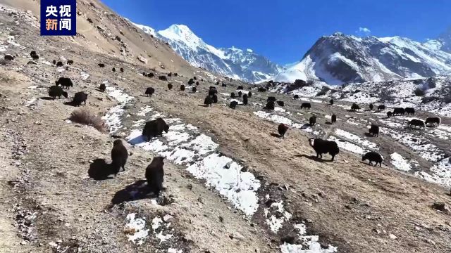 翻山越岭景色壮观 看新疆阿克陶3000余头牦牛高原转场