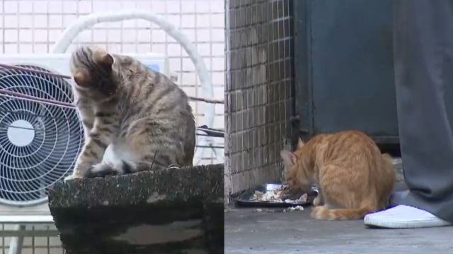 59岁男子“撸猫”后,反复低烧手部长出肿块,就医确诊“猫抓病”