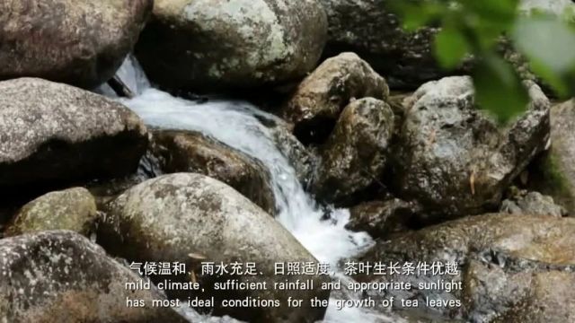 茶山评审结果公示 | 祁门历口环砂茶园