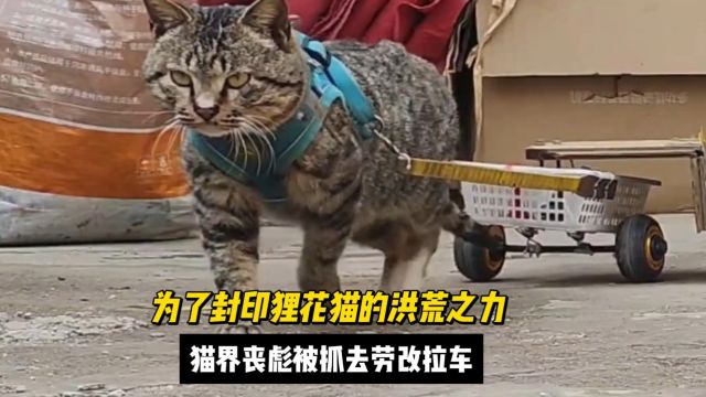 为了封印狸花猫的洪荒之力,“猫界丧彪”被铲屎官抓去劳改拉车!