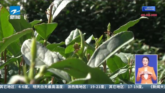 迟了点 但茶更香!西湖龙井开采