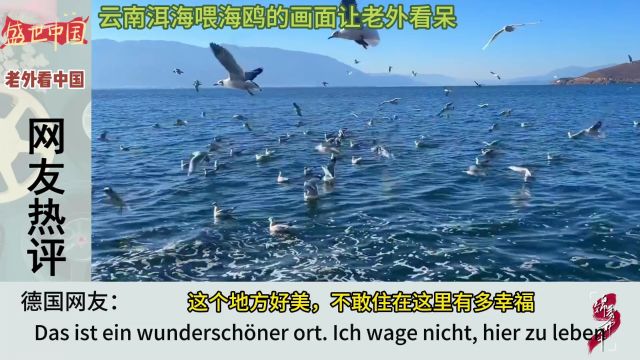 云南洱海喂海鸥的画面让老外看呆,国外网友直呼真是人间仙境