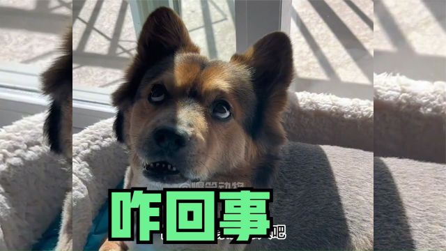 什么是精神抚慰犬