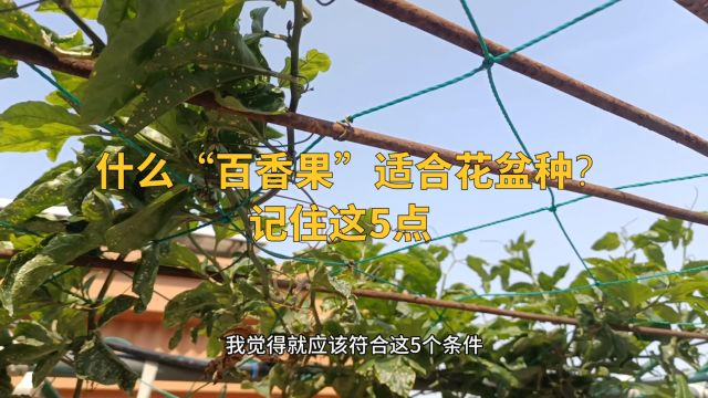 什么“百香果”适合花盆种?记住这5点