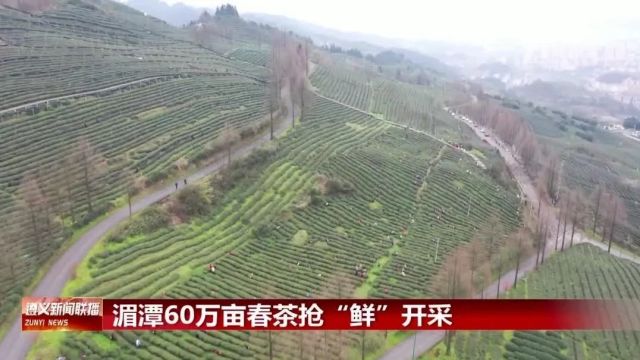 春天的味道来了!湄潭60万亩春茶抢“鲜”开采