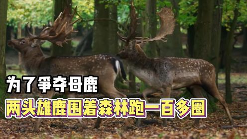 动物传奇：为了争夺母鹿，两头雄鹿围着森林跑100多圈