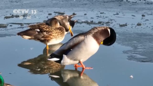 新疆石河子:北湖湿地迎来北归候鸟