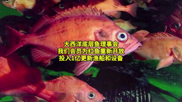 大西洋底层鱼理事会:我们为红鱼重新开放投入1亿更新渔船和设备