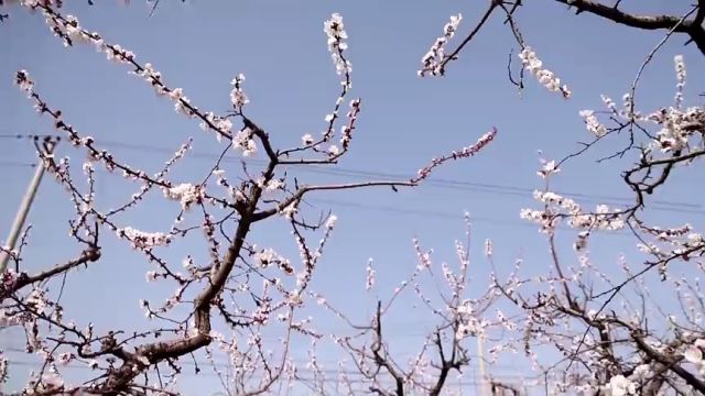 滨州邹平市:满山春色秀 杏花迎客来