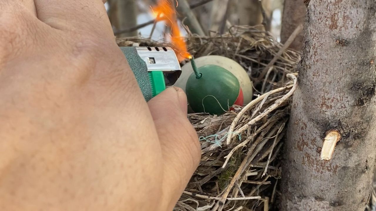 用鸟蛋炮炸坏的鸟蛋,结果会如何呢?在附近闻到很臭的味道