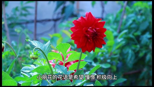 小丽花的花语惊喜:它传递的不仅是热情,还有这个神奇的寓意!