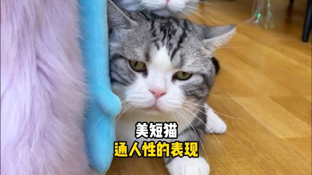 美短猫,会有什么通人性的表现