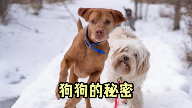 狗狗“冷知识”,你肯定听说过那么几条!