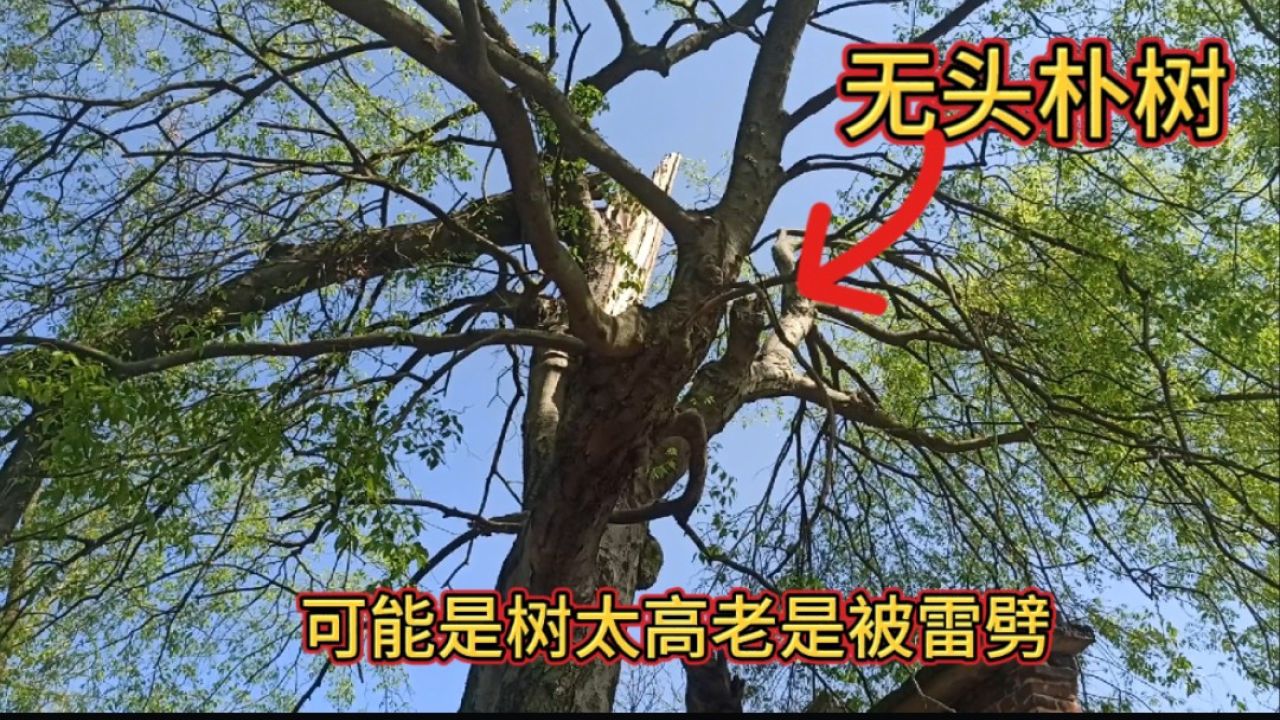 湖南有一棵千年老朴树遭雷劈了两次,变成了无头树