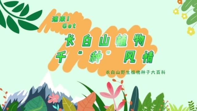 探秘!长白山植物千“种”风情~毛脉卫矛