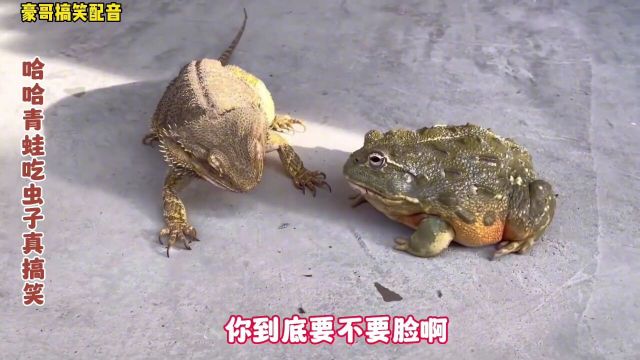 搞笑配音:青蛙吃虫子太逗了,看完真搞笑!