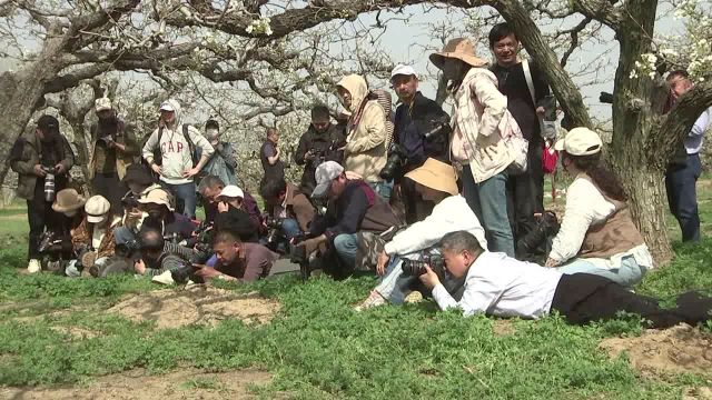 杭州西湖、砀山两地摄影家开展梨园采风摄影交流活动