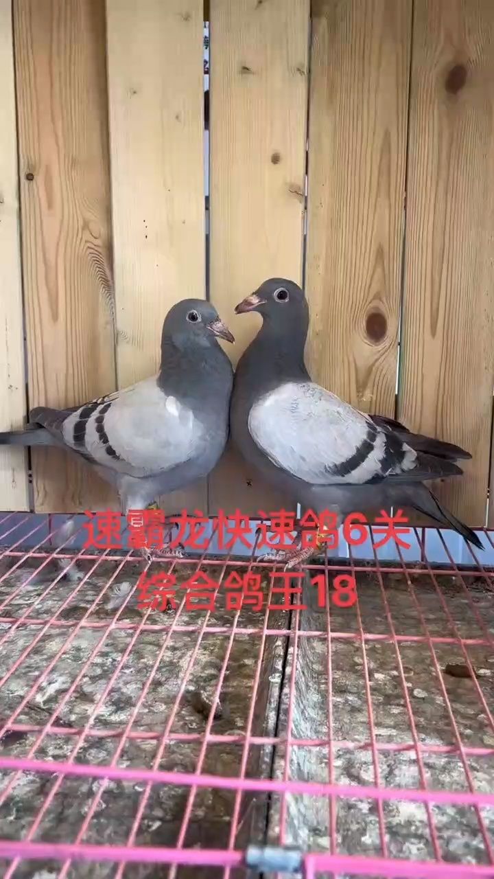 速霸龙快速鸽6关综合鸽王18