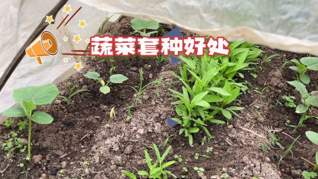 好消息:种菜新模式来了,蔬菜套种好处多多,长势好还没虫害