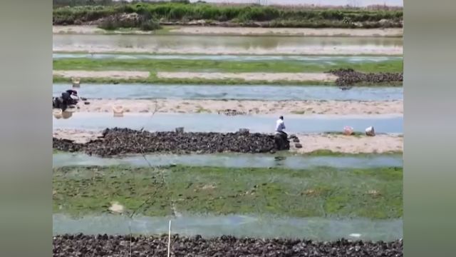 浙江宁波宁海,蛏子正肥美,蛏农采挖“播种”两不误