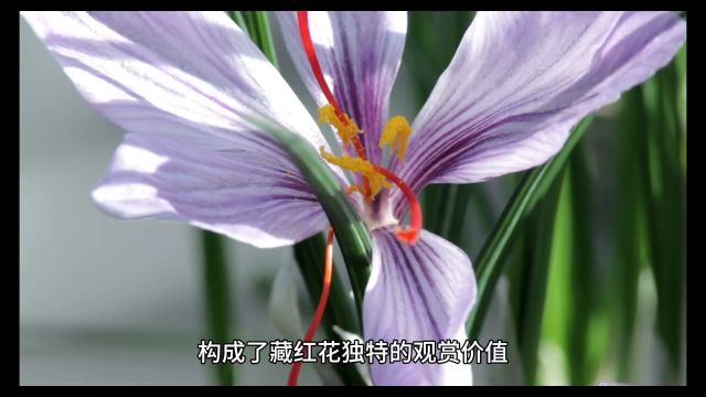 藏红花是什么科