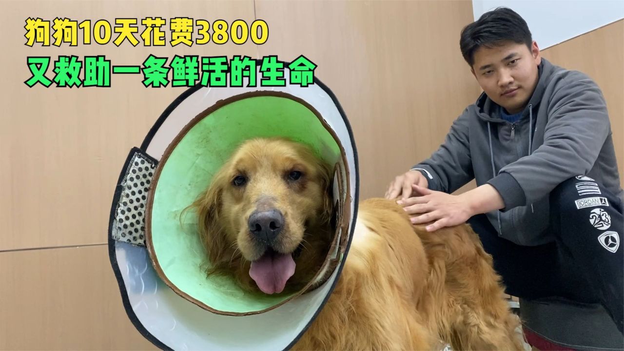 救助肿瘤狗狗10天花费3800,看着鲜活的生命,所有付出都值得