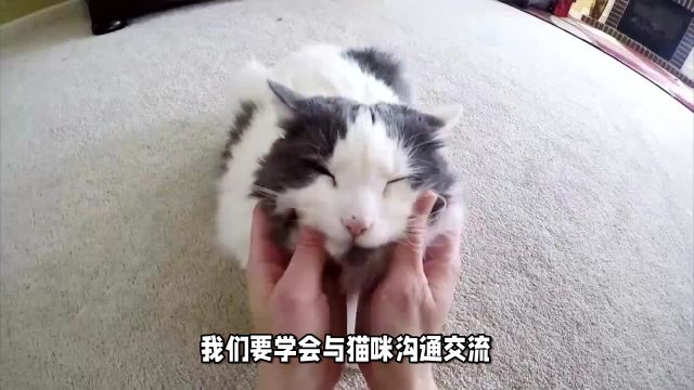 公猫拔屌无情,母猫打骂不休?揭秘猫咪世界的家庭伦理