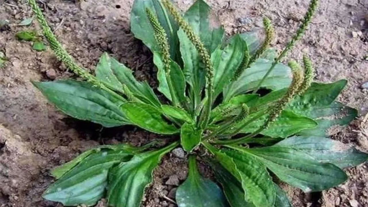 活了三十多年才知,车前草放锅里煮一煮,作用真神奇,好处拿钱都难买