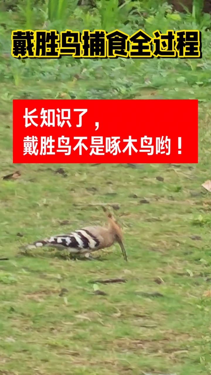 戴胜鸟捕食全过程 长知识了,戴胜鸟不是啄木鸟哟!