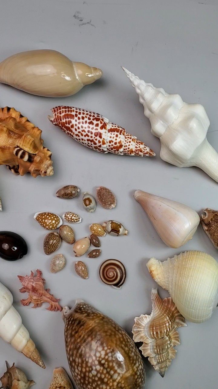 272介绍一批贝壳