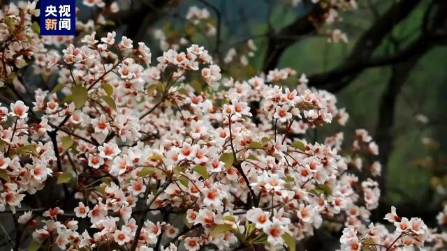 广西天峨:万亩油桐花开满山白 花海蓝衣引客来