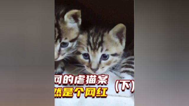 轰动全网的虐猫案,凶手竟然是个网红!下